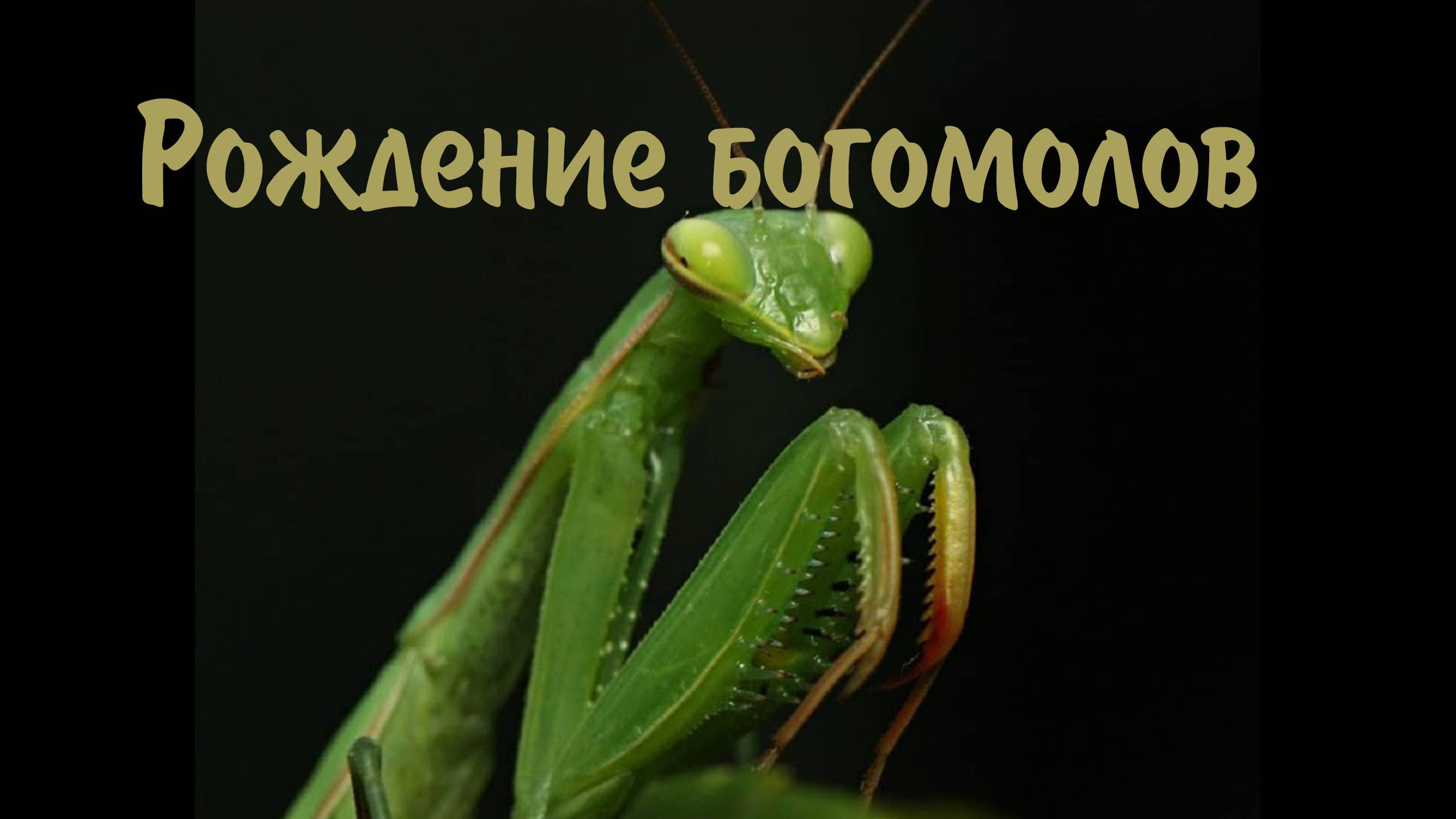 Рождение богомолов