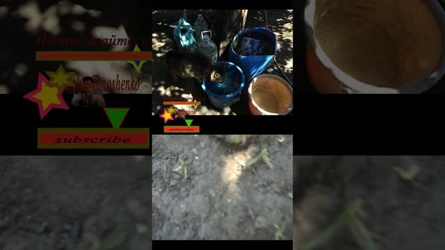 Из ведра всегла самая вкусная вода и моного #cat