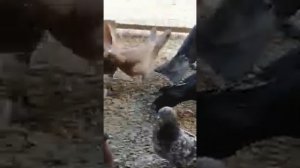 Голуби Дагестана Кирхлярова Шахнезера 89634270514