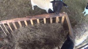 Забой , снова тушонка!ЖИЗНЬ МНОГОДЕТНОЙ СЕМЬИ