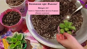 Болталка про Фиалки Выпуск 21! Часть 2: Пересаживаем фиалки в горшки объемом поменьше!