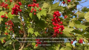 Калина красная — полезные свойства