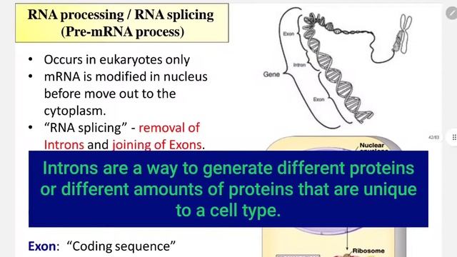 RNA Processing / RNA Splicing смотреть онлайн