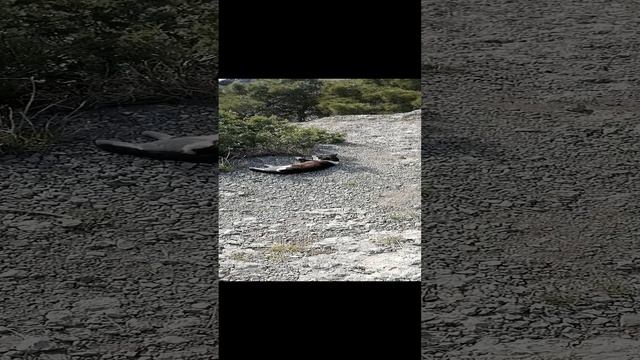 Кот Матроскин на отдыхе.