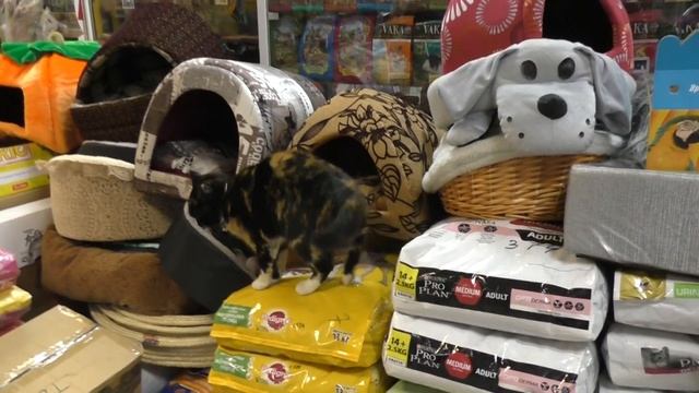 Влог поход в зоомагазин за новым питомцем смотреть онлайн