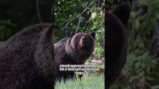 The Biggest Grizzly Bear Ever WorldLensTV