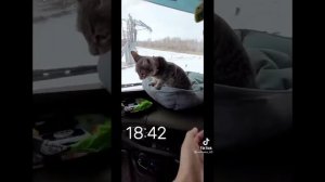 Кот дальнобойщик