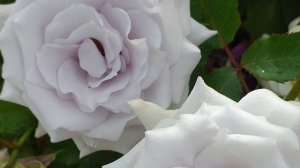 Розы Гео Лаоэн, Буль де Парфэ, Дафна, Коралл Желе. Летняя съемка в конце июня