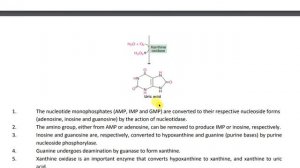 Catabolism of purine nucleotides & Hyperuricemia & Gout disease | B pharmacy 2nd sem | Biochemistry