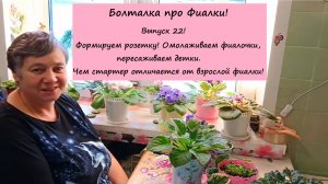 Болталка про Фиалки! Выпуск 22: Формируем розетку! Омолаживаем фиалочки, пересаживаем детки.