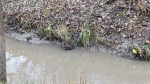 Необычное водоплавающее в р. Нокса: Встреча возле ЖК Лето 🌊🦆