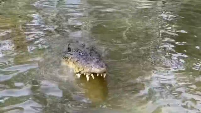 Gigantic Crocodiles & Huge Alligators Gobble Up Thanksgiving Turkeys!