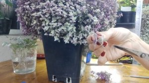 Черенкую каллизию. Мастер класс по черенкованию розовой каллизии способ укоренения без выпадов .