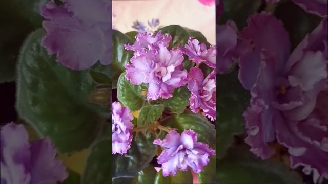 Сортовая фиалка (сенполия) ЕК-Небесная Лазурь. Пышная шапка цветов! Для заказа пишите WhatsApp 89101