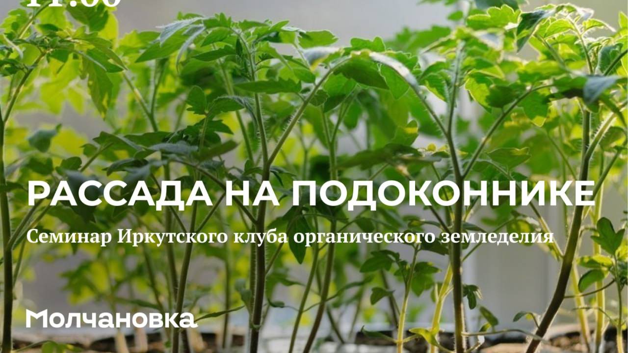 2 сезон 13 семинар. Рассада на подоконнике