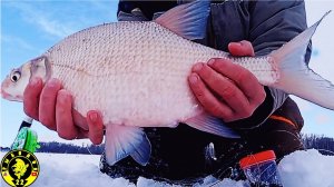 ЛОВЛЯ ЛЕЩА В ГЛУХОЗИМЬЕ. ЗИМНЯЯ РЫБАЛКА НА КОМБАЙНЫ.