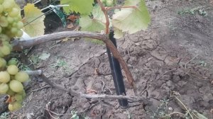 Вертициллез - внезапное увядание ягод винограда, пробуем разобраться и противостоять