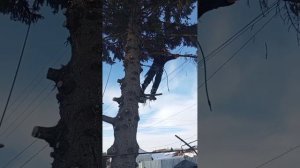 Пилим вековую пихту)