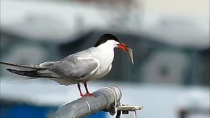 Полярная крачка   Sterna paradisaea