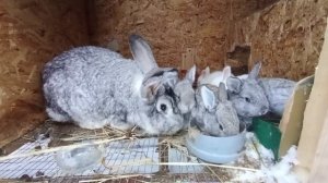 Кролиководство зимой