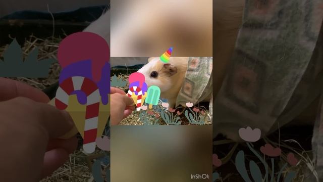 Морская свинка. #милыевидео #грызуны #животные #морскиесвинки #guineapig #морскаясвинка