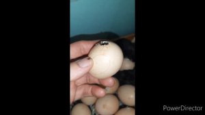 Очень интересное видео, от наклёва до вылупления цыплят.