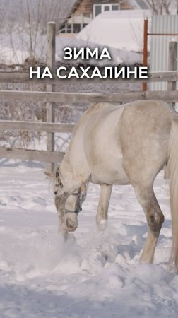 Зима на Сахалине! Ну, красота!