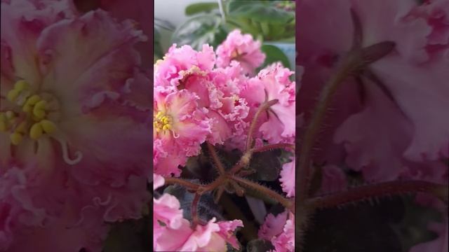 Наши сортовые фиалочки (сенполии) 💖🌺🌸💐 Дом стал похож на райский сад! ☺️Для заказа пишите WhatsA