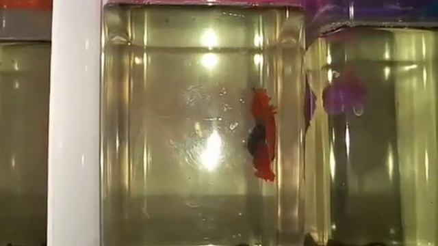 Рыбка петушок смотреть онлайн