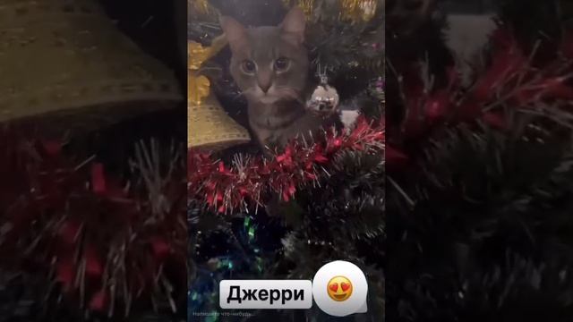 rutube.ru