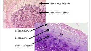 Лекция 7.1. Скелетные соединительные ткани: Хрящевые ткани | Князева Л.А.