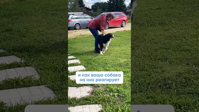 Как выбрать зоогостиницу для своего питомца? Полное видео уже на моем канале!