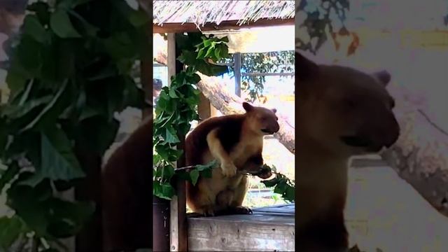 Hungry Tree-Kangaroo