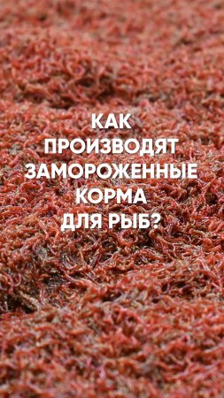 Как производят замороженные корма для аквариумных рыбок. Мотыль