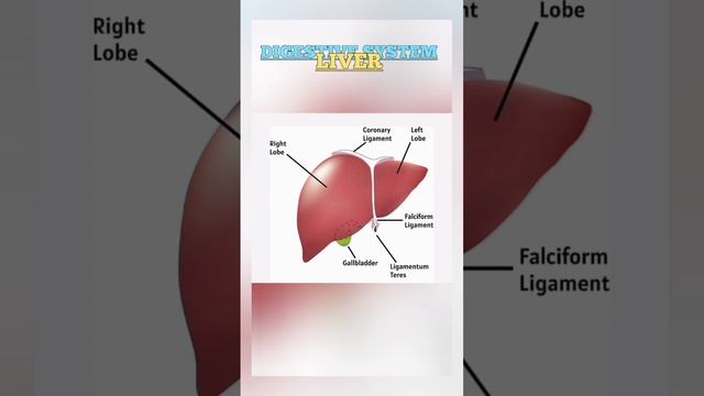 digestive system parts & organs#important #nursing #full #class #digestivesystem смотреть онлайн