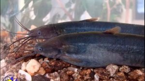 ПЯТЬ АКВАРИУМНИХ РИБОК ДЛЯ НАЧИНАЮЩИХ