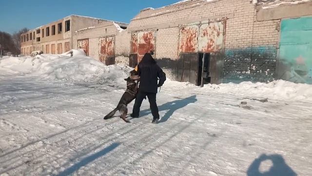 Защитный раздел MagistrDog.
