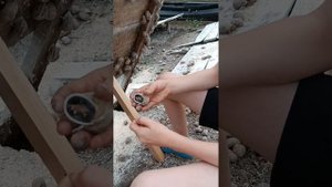 Сбор средиземноморской улитки на ферме | Улиточная ферма Снэйлсэко