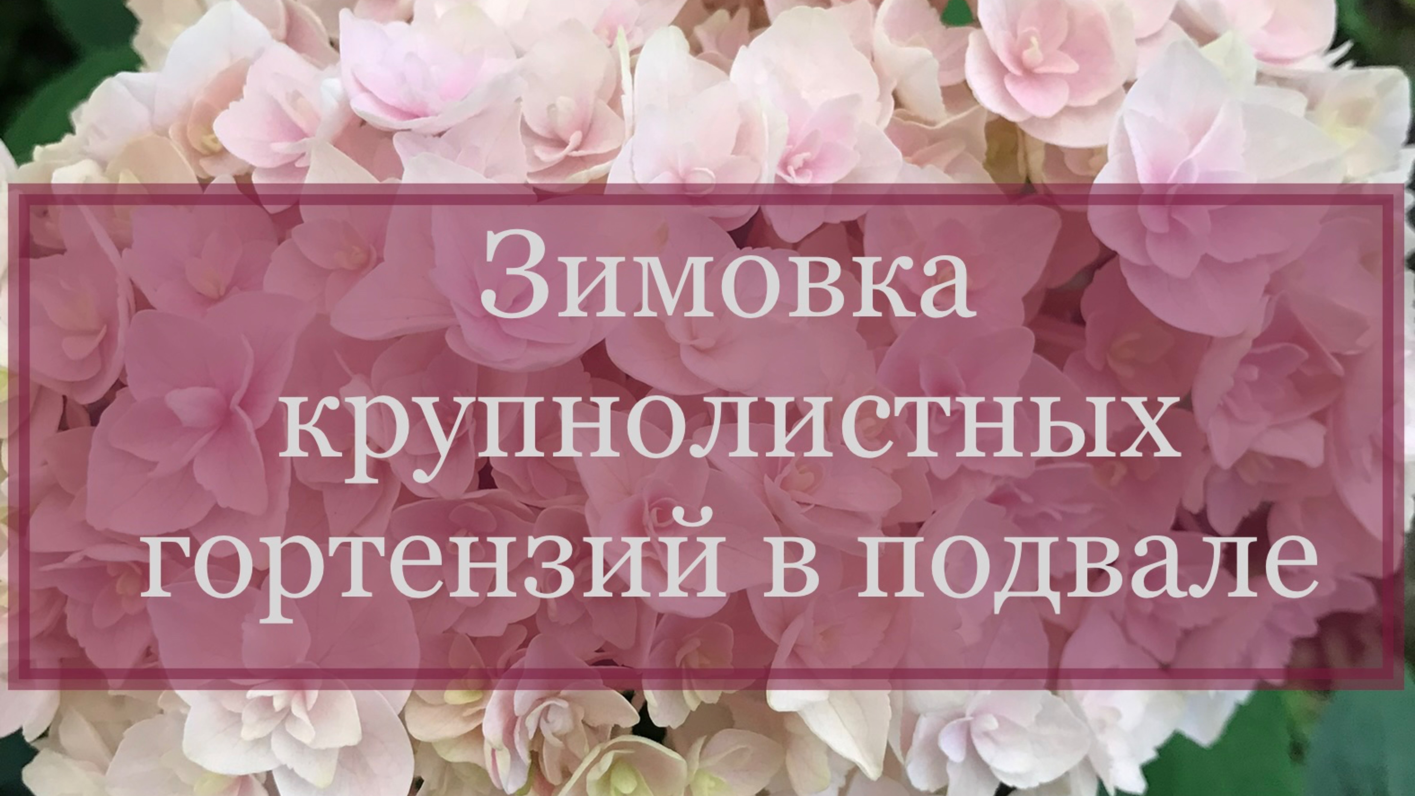 Зимовка крупнолистных гортензий в подвале