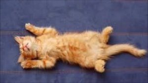 Колыбельная для Котёнка / Lullaby for Kitten