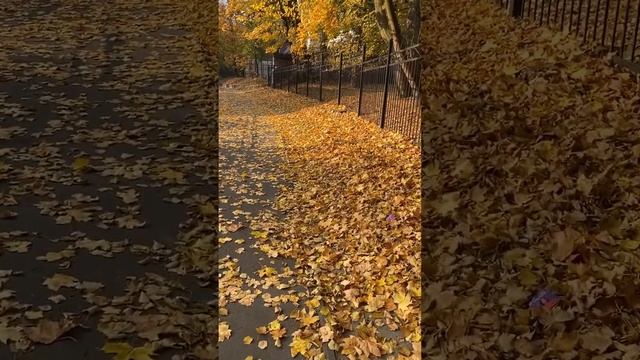 Калининград: золотая осень ￼