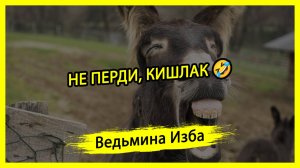 НЕ ПЕРДИ, КИШЛАК 🤣. #ВЕДЬМИНАИЗБА ▶️ #МАГИЯ