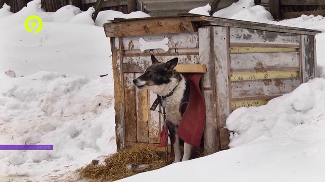 Давеча | 16.12.2024 | Пункты временного содержания животных