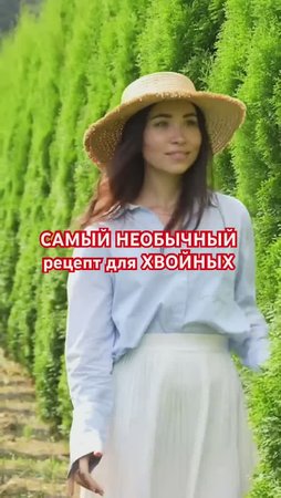 🌲ДЕЛАЙТЕ ТАК и ваши ХВОЙНЫЕ будут в восторге