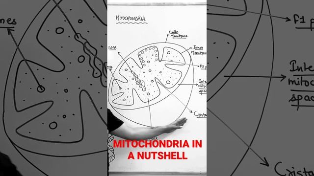 MITOCHONDRIA - CELL ORGANELLES