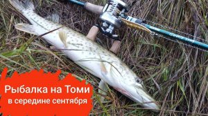 В середине сентября на Томи. Немного щук, много разговоров.