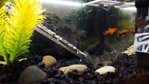 Красноухая черепаха с рыбками