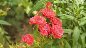 GIOVANNI MARRADI-just for you.