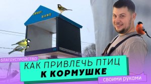 Как привлечь птиц к кормушке или что положить в кормушку, чтобы приманить птиц.