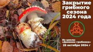 Закрытие грибного сезона 2024 года. Дневник грибника 25 октября 2024 года